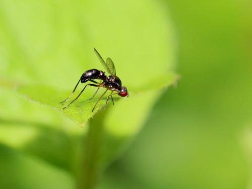 Nemopoda nitidula