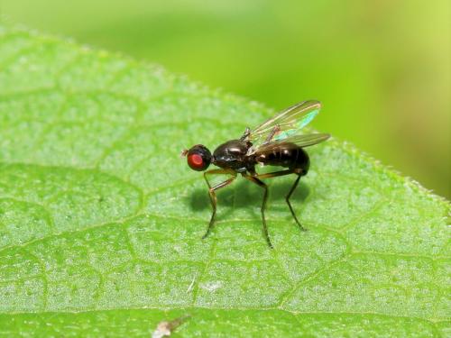 Nemopoda nitidula