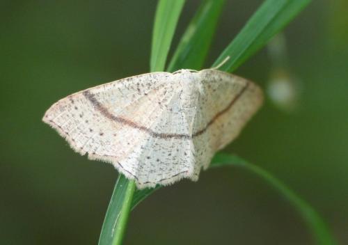 Réf. 163 726 : Cyclophora punctaria