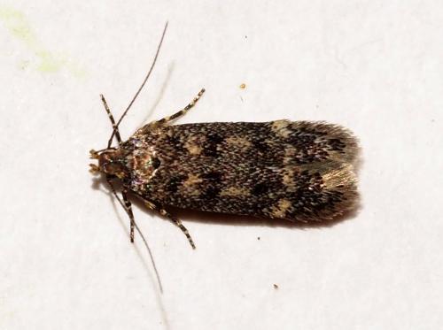 Bryotropha sp.