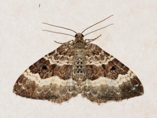 Epirrhoe alternata