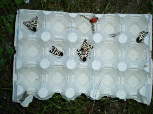 Réf. 163 768 : Atlantarctia tigrina
