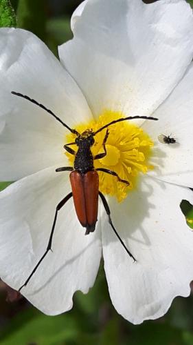 Anastrangalia sp.