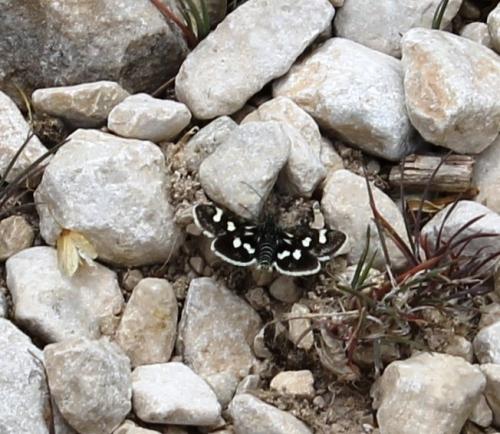 Réf. 163 014 : Eurrhypis pollinalis