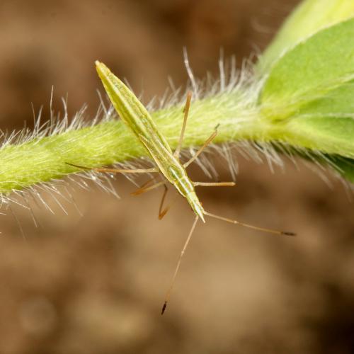 Berytinus clavipes