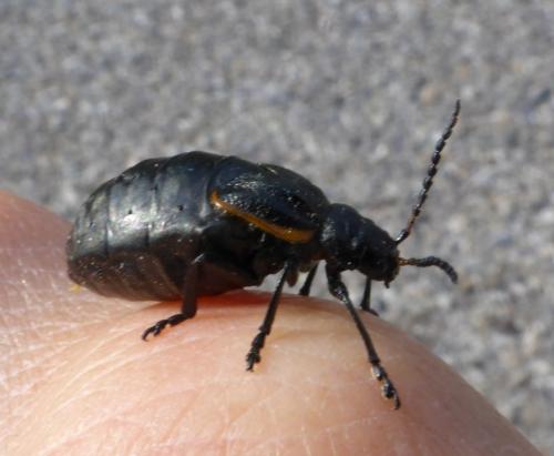 Arima marginata
