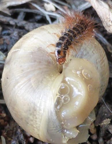 Drilus flavescens