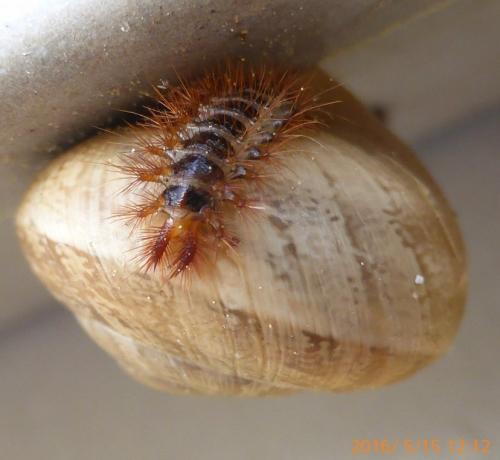 Drilus flavescens