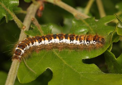 Réf. 163 682 : Trichiura crataegi