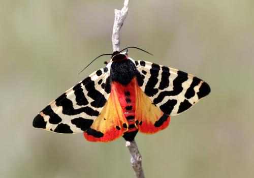 Atlantarctia tigrina
