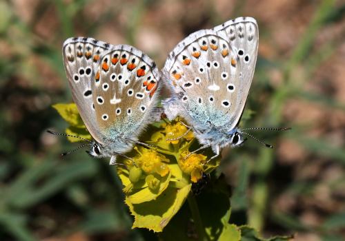 Réf. 163 683 : Polyommatus bellargus