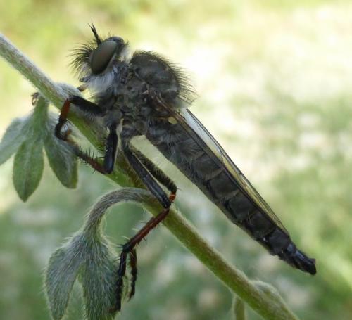Asilinae