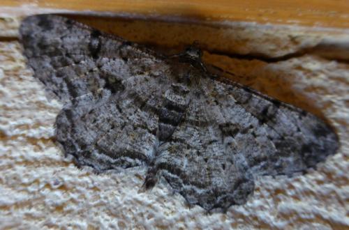 Peribatodes rhomboidaria