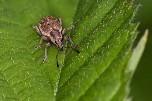 Réf. 163 086 : Peritelus sphaeroides