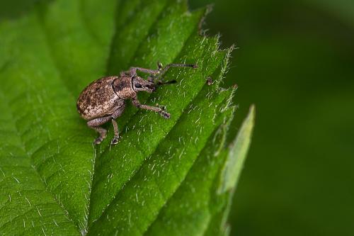Réf. 163 087 : Peritelus sphaeroides