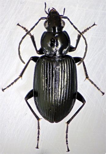 Réf. 163 184 : Agonum afrum