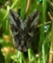 Autographa gamma