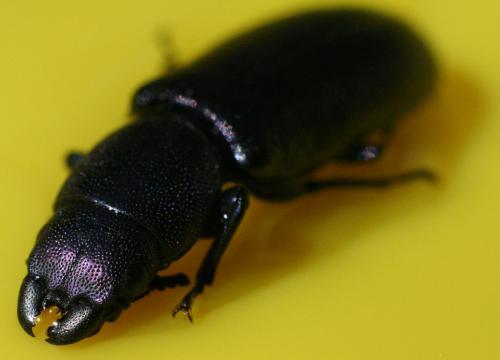 Temnoscheila caerulea