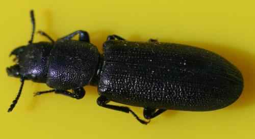 Temnoscheila caerulea