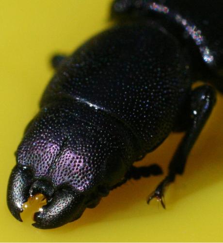 Temnoscheila caerulea