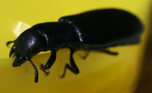 Temnoscheila caerulea