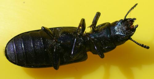 Temnoscheila caerulea
