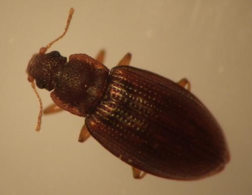 Réf. 163 323 : Enicmus sp.