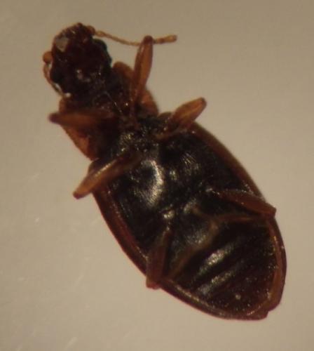 Enicmus sp.