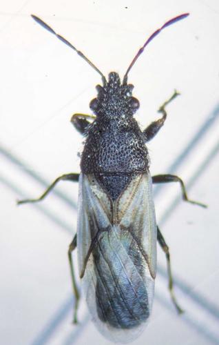 Réf. 163 807 : Metopoplax ditomoides