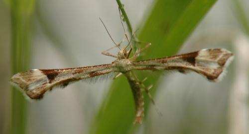 Platyptilia sp.