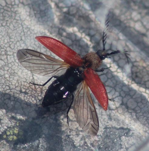 Anostirus purpureus