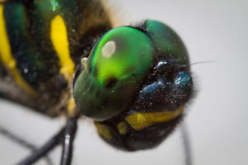 Réf. 163 145 : Macromia amphigena