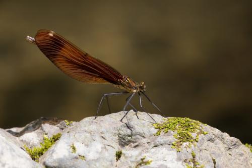 Réf. 163 005 : Calopteryx cornelia