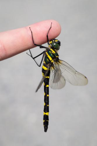 Réf. 163 144 : Macromia amphigena