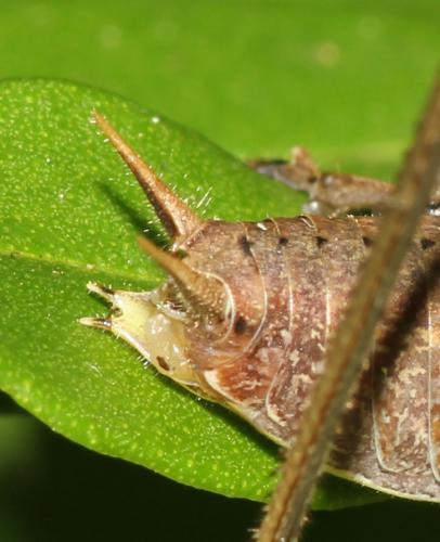 Rhacocleis poneli