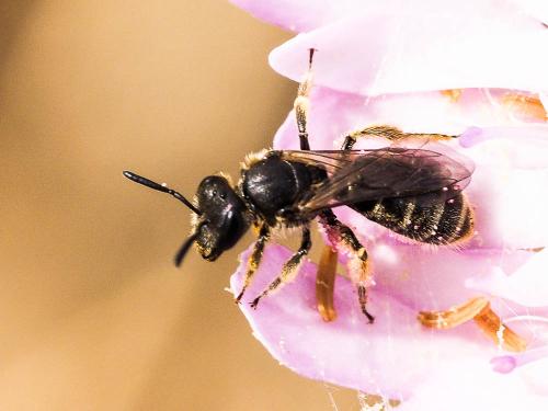 Réf. 163 622 : Lasioglossum sp.