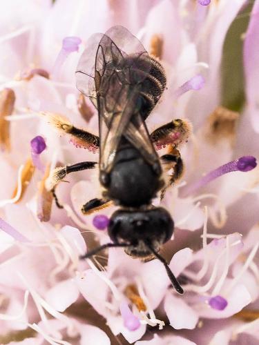 Réf. 163 624 : Lasioglossum sp.
