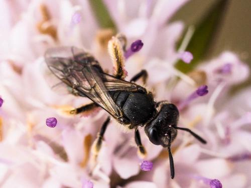 Lasioglossum sp.