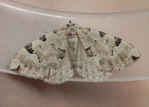 Colostygia pectinataria