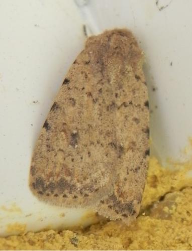 Réf. 163 455 : Caradrina clavipalpis