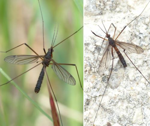 Réf. 163 728 : Nigrotipula nigra