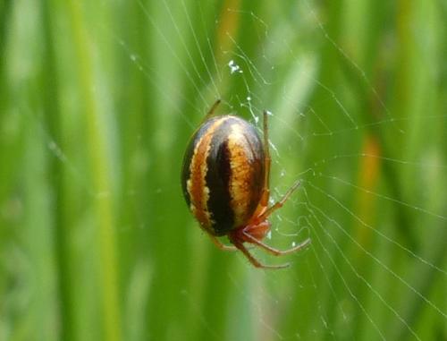 Hypsosinga heri