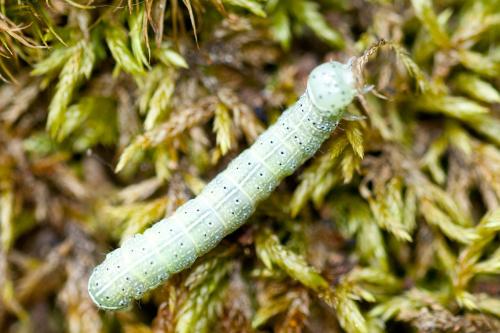 Orthosia cerasi