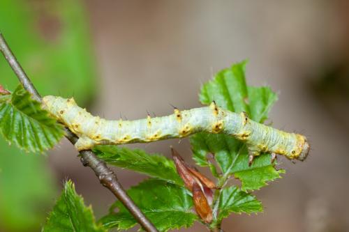 Phigalia pilosaria