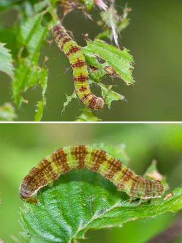 Epirrita sp.