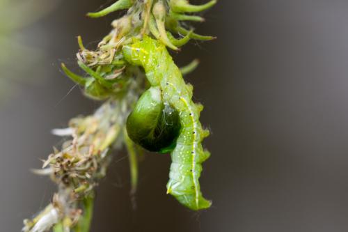 Amphipyra pyramidea