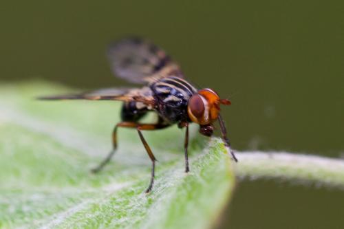 Otites porcus