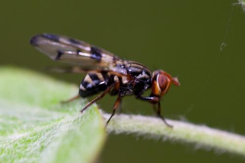 Otites porcus