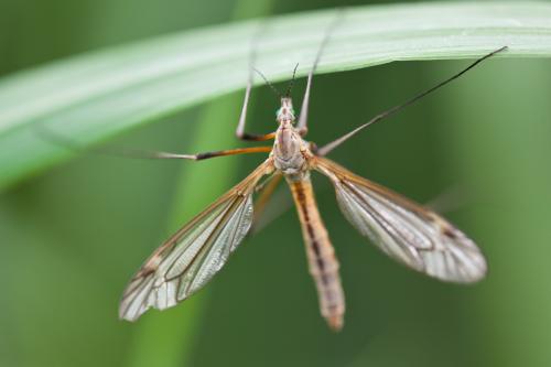 Tipula vernalis