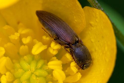 Agriotes sp.